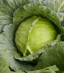 BIO Kapusta biela Marner Lagerweiß - Brassica oleracea - bio semená - 25 ks