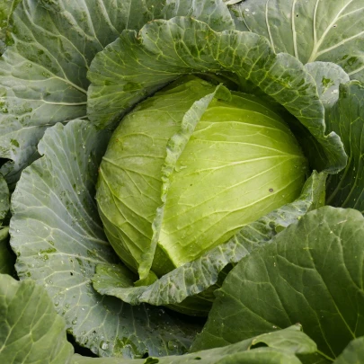 BIO Kapusta biela Marner Lagerweiß - Brassica oleracea - bio semená - 25 ks