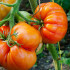 Bio semená – BIO Paradajky Brandywine červená – Solanum lycopersicum