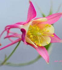 Orlíček veľkokvetý Coral - Aquilegia caerulea - semená orlíčka - 100 ks