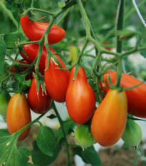 Paradajka Eduardo F1 - Solanum lycopersicum - semená - 6 ks