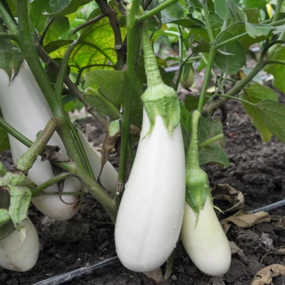 Baklažán Jewel Jade - Solanum melongena - semená - 10 ks