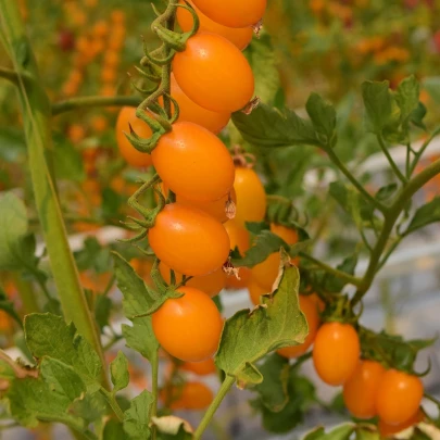 Paradajka Aprikola F1 - Solanum lycopersicum - semená - 7 ks