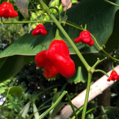 Chilli Bishops Crown - Capsicum baccatum - semená - 6 ks