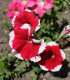Petúnia Musica F1 Red Frost - Petunia x grandiflora - semená - 30 ks