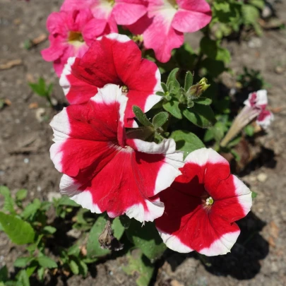 Petúnia Musica F1 Red Frost - Petunia x grandiflora - semená - 30 ks