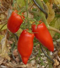 BIO Paradajka Andenhorn - Solanum lycopersicum - bio semená - 8 ks