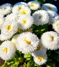 Sedmokráska Roggli biela - Bellis perennis - semená - 50 ks