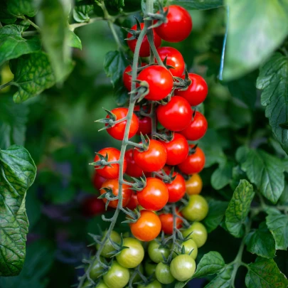 Paradajka Crokini F1 PhR - Solanum lycopersicum - semená - 7 ks