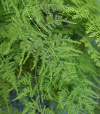 Špargľa hustokvetá - Asparagus plumosus - semená - 5 ks