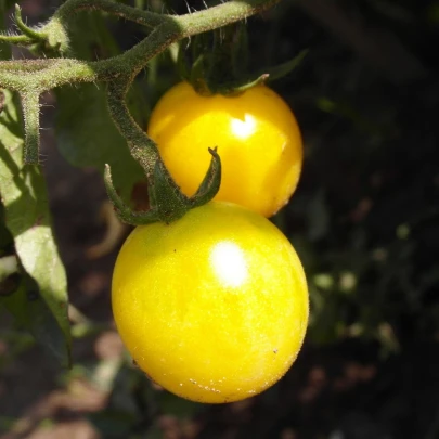 Paradajka Cerise žltá - Solanum lycopersicum - semená - 10 ks