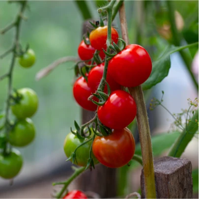 Paradajka Gardeners Delight - Solanum lycopersicum - semená - 10 ks