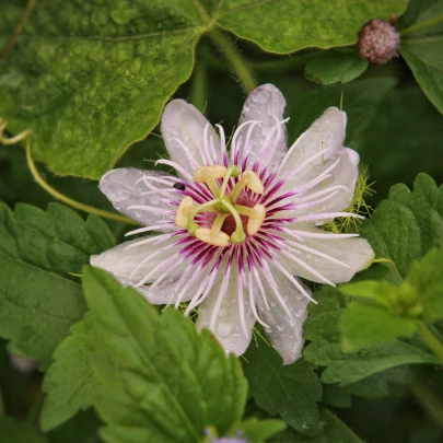 Mučenka pruhovaná - Passiflora ligularis - semená - 4 ks