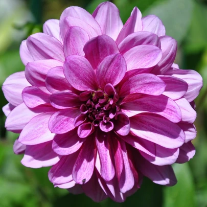 Georgína Fascination - Dahlia - cibuľoviny - 1 ks