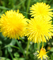 BIO Púpava - Taraxacum officinalis - bio semená - 400 ks