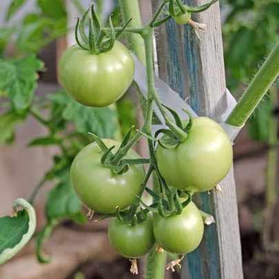 BIO Paradajka White Beauty - Solanum lycopersicum - bio semená - 7 ks