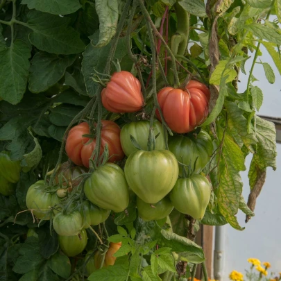 Paradajka kolíková Oxheart - Solanum lycopersicum - semená - 20 ks