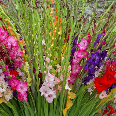 Zmes gladiol - Gladiolus - cibuľoviny - 9 ks