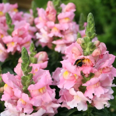 Papuľka väčšia svetlo ružová - Antirrhinum majus - semená - 20 ks