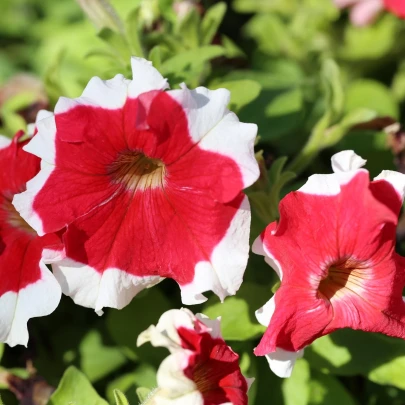 Petúnia Frost Fire - Petunia x grandiflora - semená - 30 ks