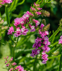 Limonka chobotnatá fialová - Limonium sinuatum - semená - 30 ks