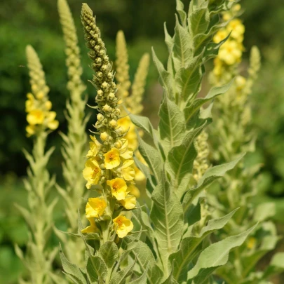 Divozel sápovitý - Verbascum phlomoides - semená - 0,1 g