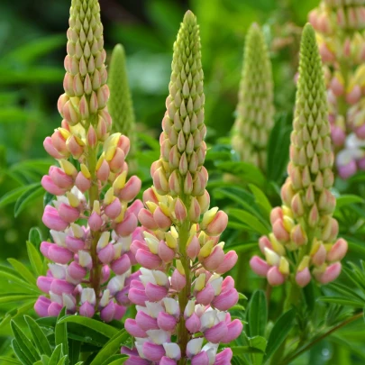 Lupina mnoholistá Russel Schlossfrau rosa - Lupinus polyphyllus - semená - 30 ks