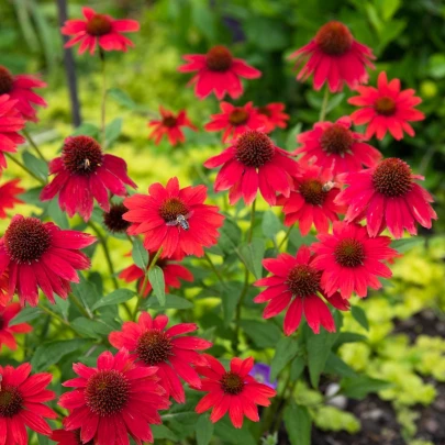 Echinacea Red Magnus - Echinacea - voľnokorenné sadenice echinacey - 1 ks