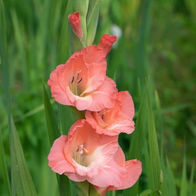 Gladiola Rose Supreme - Gladiolus - cibuľoviny - 3 ks