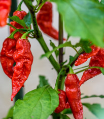 Brazílske čierne korenie - Capsicum Chinense - semená - 6 ks