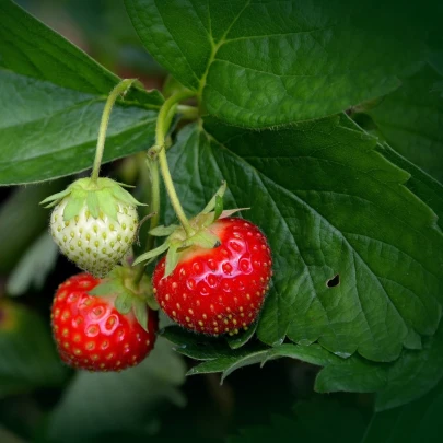 Jahoda Honeyo - Fragaria ananassa - voľnokorenné sadenice jahody - 5 ks