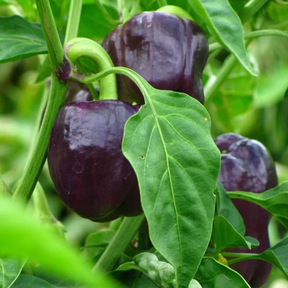 BIO Paprika Babybell chocolate - Capsicum annuum - bio semená - 10 ks