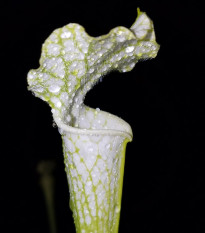 Špirlica bielolistá - Sarracenia leucophylla - semená - 10 ks