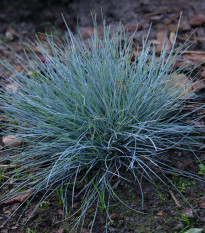 Kostrava Walliská Buddy Blue - Festuca valesiaca - semená - 20 ks