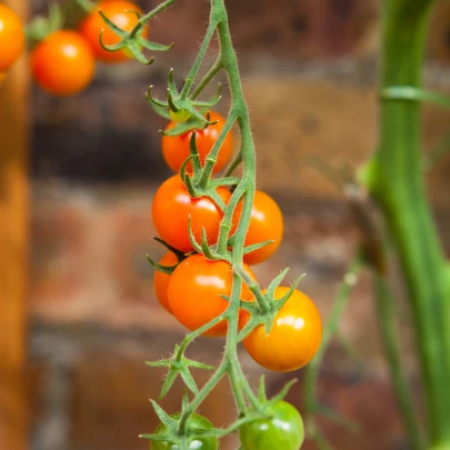 Paradajka Yoney F1 - Solanum lycopersicum - semená - 6 ks