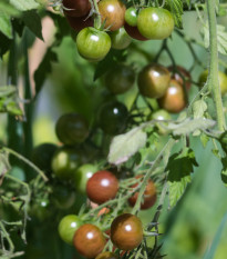 BIO Paradajka kokteilová Brown Berry - Solanum lycopersicum - bio semená - 7 ks