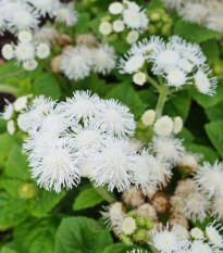 Agerát Aloha biely - Ageratum - semena - 20 ks