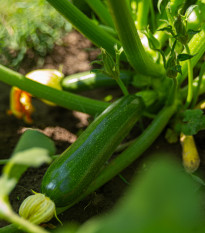 BIO Cuketa Ola Escaladora - Cucurbita pepo - bio semená - 5 ks