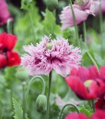 Mak okrasný Lilac Pompon - Papaver somniferum - semená - 200 ks