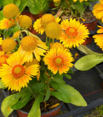 Kokarda Arizona Apricot - Gaillardia aristata - semená - 10 ks