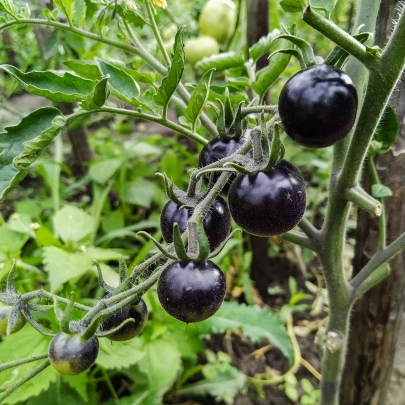 BIO Paradajka Indigo Rose - Solanum lycopersicum - bio semená - 7 ks