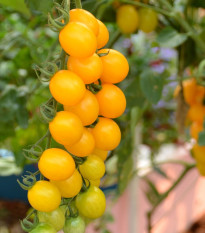 Divoká paradajka Murmel žltá - Solanum pimpinellifolium - semená - 6 ks