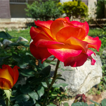 Ruža veľkokvetá kríčková červenožltá - Rosa - voľnokorenné sadenice ruže - 1 ks