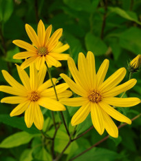 Topinambur červený Violet de rennes - Helianthus tuberosus - Kiepenkerl - voľnokorenné sadenice topinamburu 1 ks