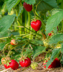 Jahoda Korona - Fragaria ananassa - voľnokorenné sadenice jahôd - 5 ks