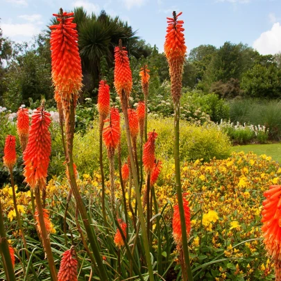 Mnohokvet Nancy Red - Kniphofia - voľnokorenné sadenice mnohokvetu - 1 ks