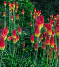 Mnohokvet červeno-žltý - Kniphofia - Kleopatrina ihla - voľnokorenné sadenice mnohokvetu - 1 ks