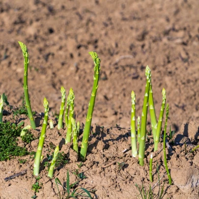 Špargľa Boonlim zelená - Asparagus officinalis - voľnokorenné sadenice špargle - 2 ks