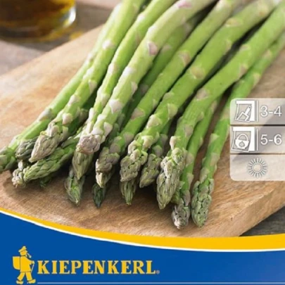 Špargľa Boonlim zelená - Asparagus officinalis - voľnokorenné sadenice špargle - 2 ks