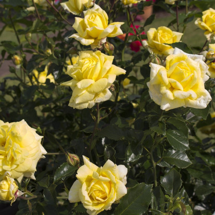 Ruža veľkokvetá popínavá žltá - Rosa - voľnokorenné sadenice ruže - 1 ks